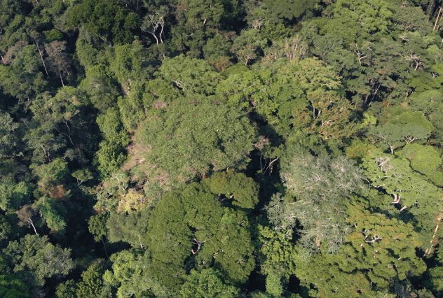 L&rsquo;Arbre de l&rsquo;authenticité