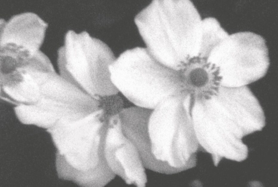 Weiße Blumen © Helga Fanderl